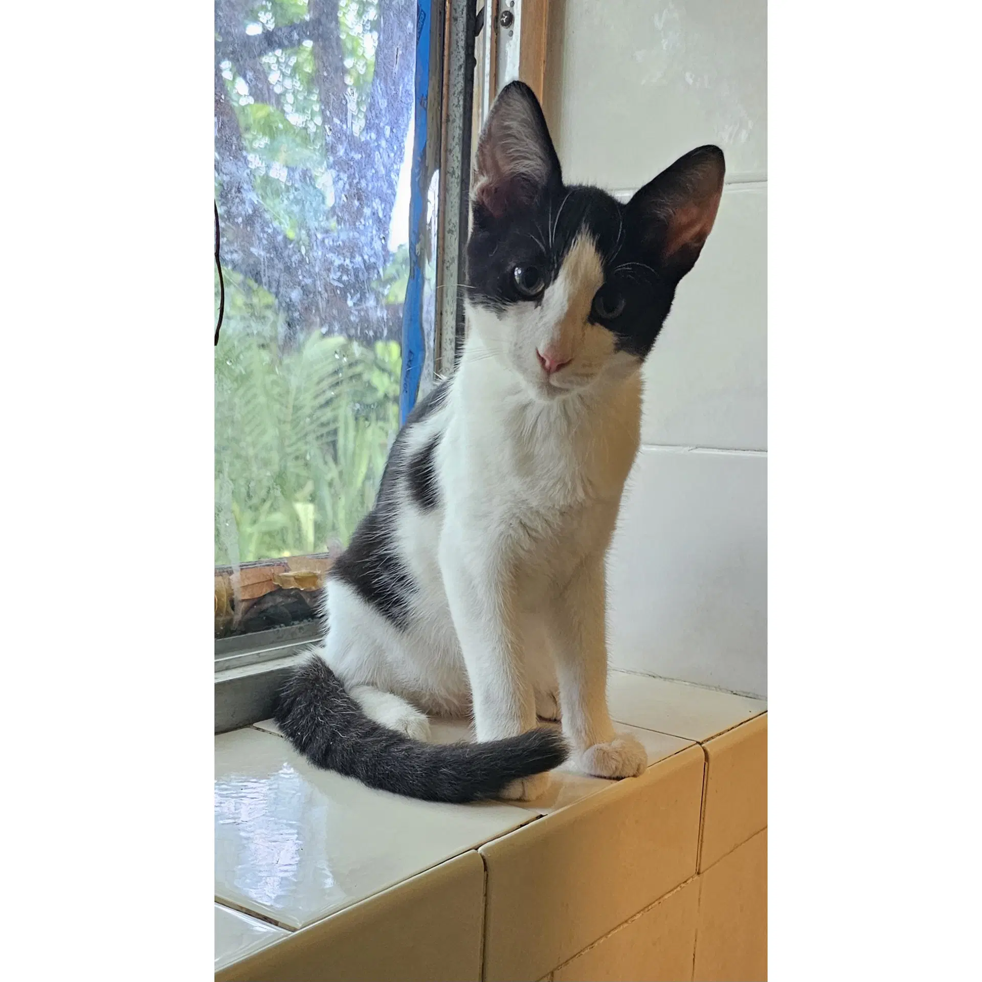 Pouncey - Domestic Short Hair