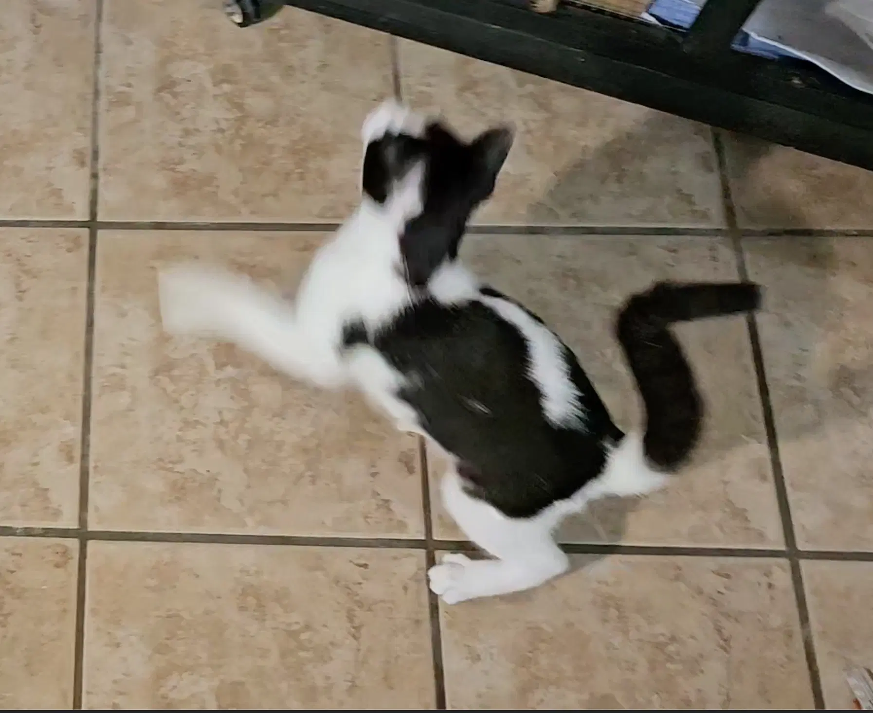 Pouncey image 2