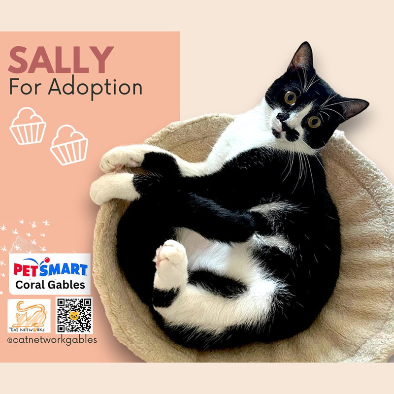 Sally, a young female cat up for adoption