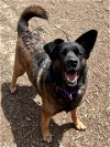 adoptable Dog in , VA named JUPITER