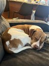adoptable Dog in , VA named HONEY