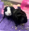 adoptable Guinea Pig in  named BUBBLES