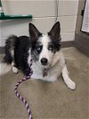 adoptable Dog in , VA named LULEE