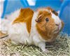 adoptable Guinea Pig in waterford, VA named JUNE