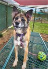 adoptable Dog in waterford, VA named CLEMENTINE