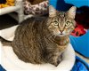 adoptable Cat in waterford, VA named ENO