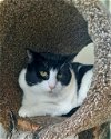adoptable Cat in waterford, VA named DELILAH