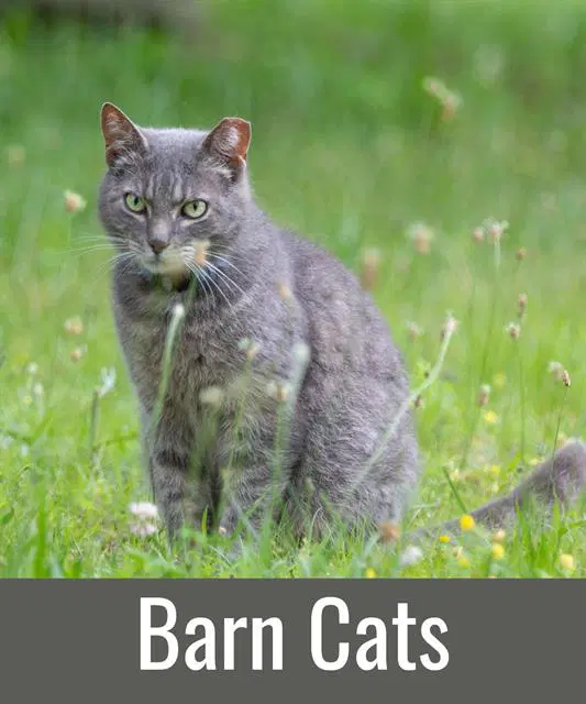 Barn Cats - Domestic Short Hair