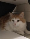 adoptable Cat in waterford, VA named IDAH NOH