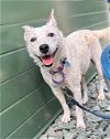 adoptable Dog in  named TILLY
