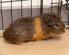 adoptable Guinea Pig in Waterford, VA named MERRY