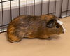 adoptable Guinea Pig in , VA named ARAGORN