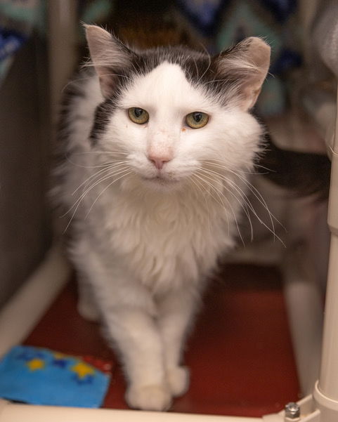 adoptable Cat in Waterford, VA named PETEY