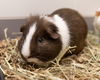 adoptable Guinea Pig in Waterford, VA named TATER TOT