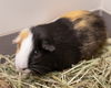 adoptable Guinea Pig in Waterford, VA named NOUGAT