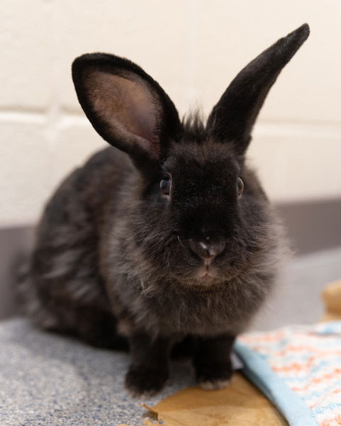 adoptable Rabbit in Waterford, VA named NIBBLES