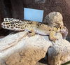 adoptable Gecko in , VA named LOUIS