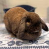 adoptable Rabbit in  named BUNNY GAGA