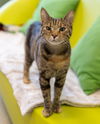 adoptable Cat in Waterford, VA named TEASEL