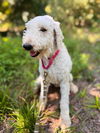 adoptable Dog in Waterford, VA named ORRIN