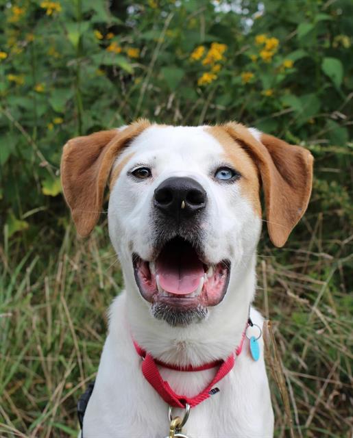 adoptable Dog in Waterford, VA named MILO