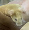 adoptable Mouse in , VA named PORCINI