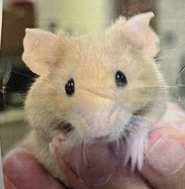 adoptable Mouse in Waterford, VA named BEECH