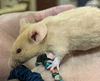 adoptable Mouse in , VA named MAITAKE