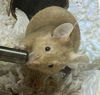 adoptable Mouse in , VA named MR. PUMPKIN