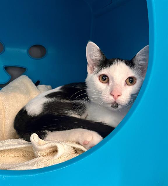 adoptable Cat in Waterford, VA named DR DUNKIN BUTTERBEANS