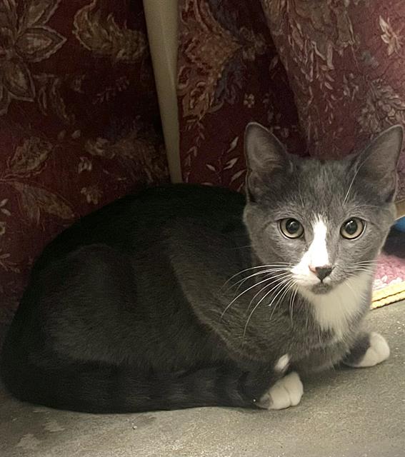 adoptable Cat in Waterford, VA named JONATHAN SUPERSOCKS