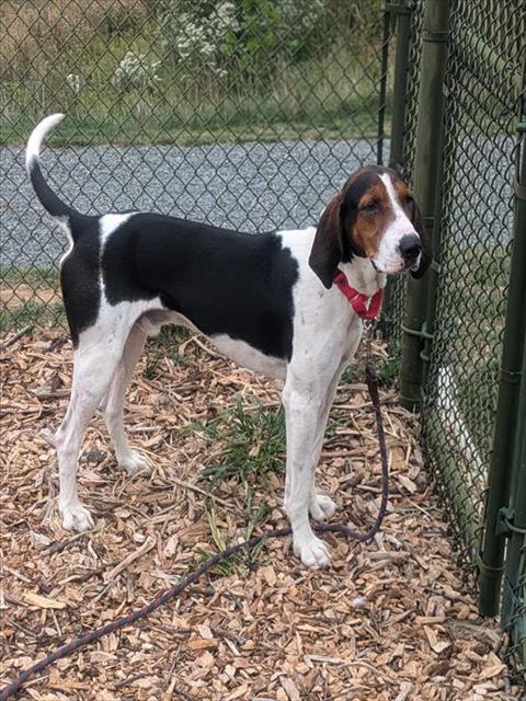 adoptable Dog in Waterford, VA named YOGI BEAR