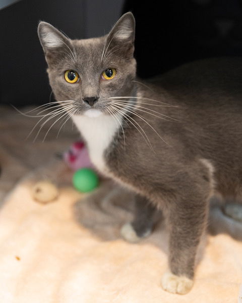 adoptable Cat in Waterford, VA named STRONGHEART