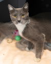 adoptable Cat in , VA named STRONGHEART