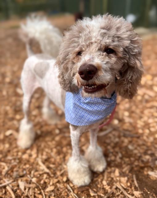 adoptable Dog in Waterford, VA named MR. FRIZZLE