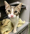 adoptable Cat in , VA named CHEESE CLOTH