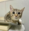 adoptable Cat in , VA named CHEESE CURD