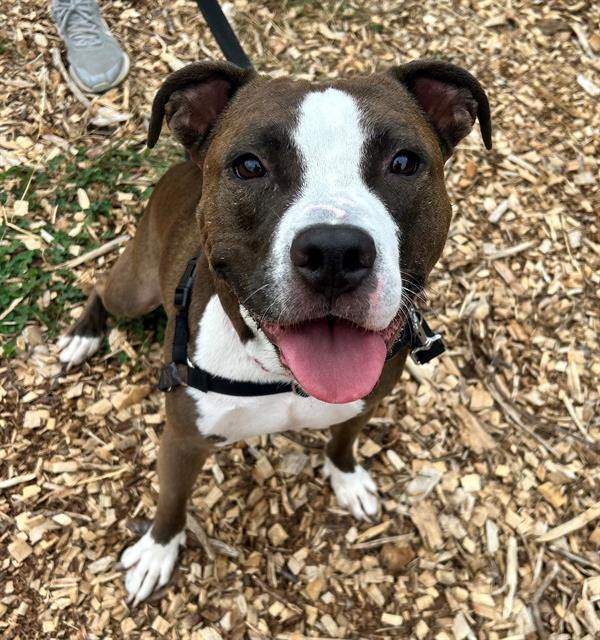 adoptable Dog in Waterford, VA named TAKI