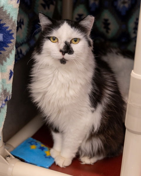 adoptable Cat in Waterford, VA named PIER