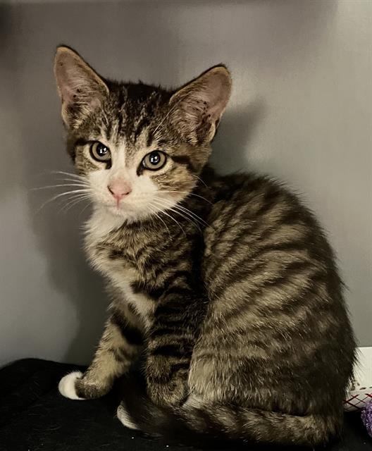 adoptable Cat in Waterford, VA named JOHNNY QUEST