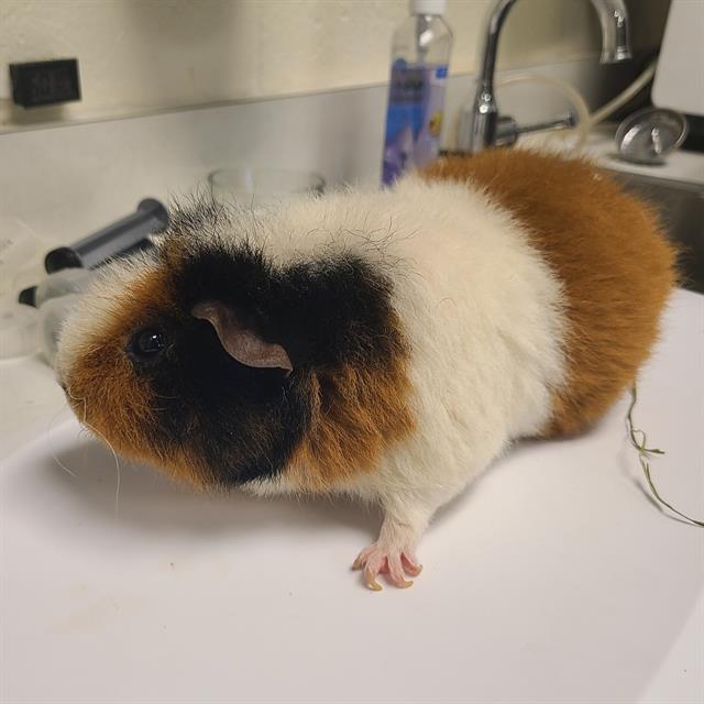 adoptable Guinea Pig in Waterford, VA named CRISPY