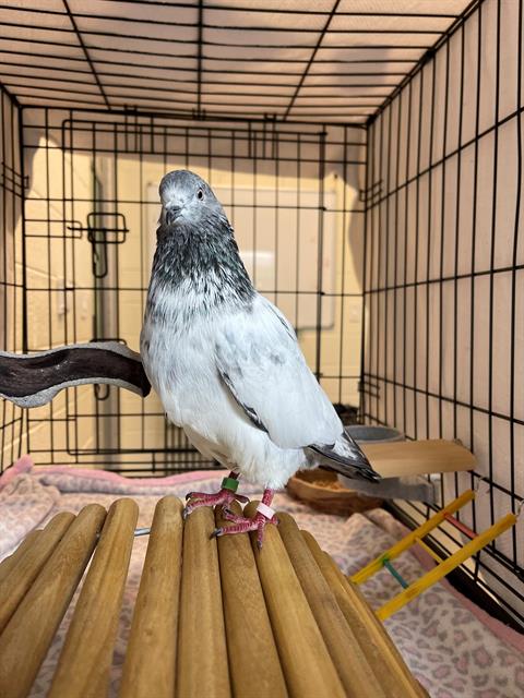 adoptable Bird in Waterford, VA named PESTO