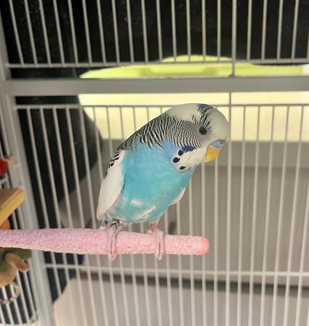 adoptable Bird in Waterford, VA named BUDDY