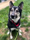 adoptable Dog in Waterford, VA named DINO