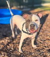 adoptable Dog in Waterford, VA named DARRELL