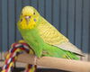 adoptable Bird in Waterford, VA named MANGO