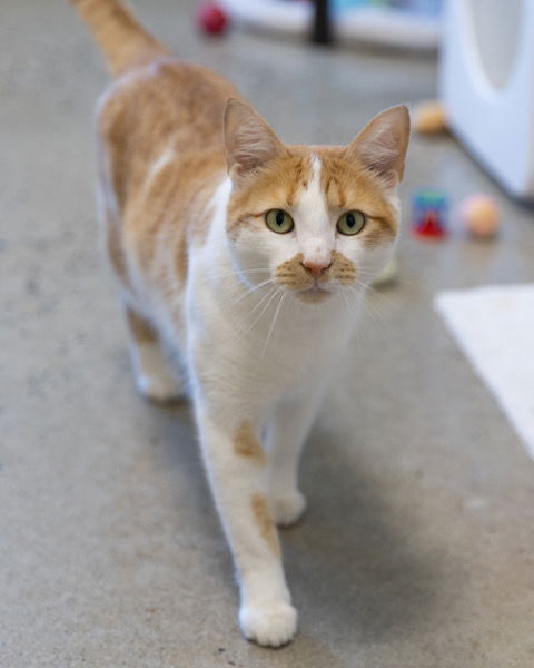 picture of the cat needing adoption