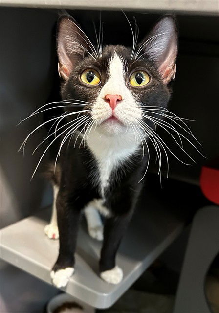 picture of the cat needing adoption