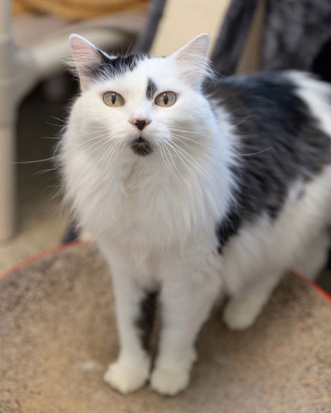 picture of the cat needing adoption