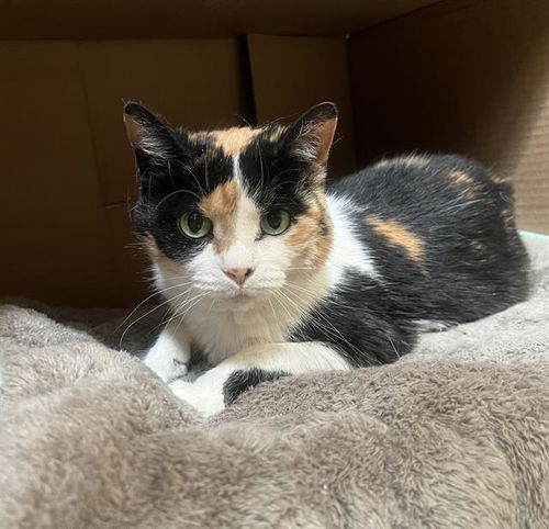 picture of the cat needing adoption
